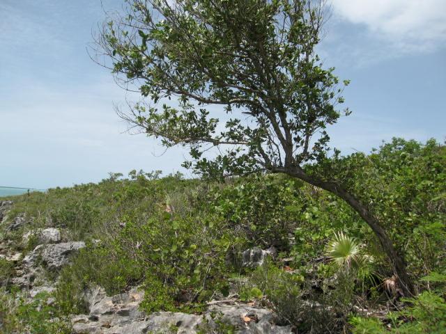 North Eleuthera Bahamas waterfront real estate North Eleuthera Bahamas waterfront real estate