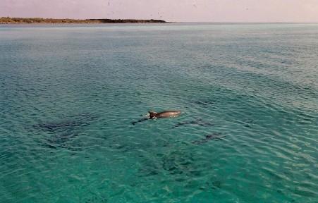 Private Island Bahamas